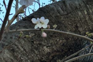 桜が咲き始めました！