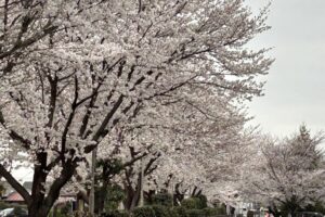 満開の桜を見に来て下さい！