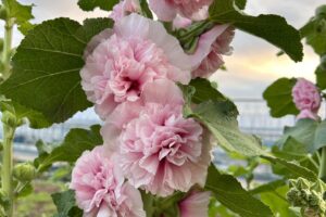 梅雨に関する植物