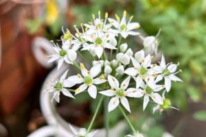 可憐な白い花　何の花か分かりますか？