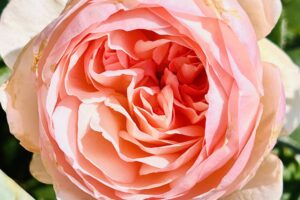 ネモフィラに藤に芝桜に…そしてバラの花の季節です！