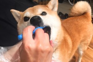 歯科検診を受けました😣