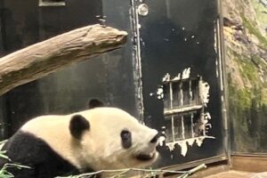 上野動物園に行ってきました！🐼