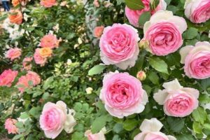 詐欺被害に合わないように…
