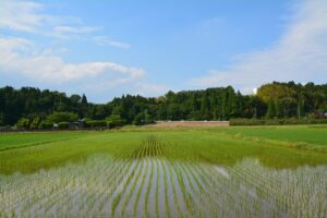 自然の中で、田植え体験✨