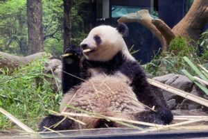 パンダが居なくなってしまう！！🐼