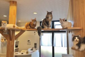 猫カフェに行ってきました🐱