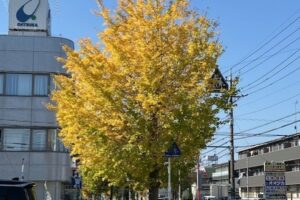 イチョウの木😊