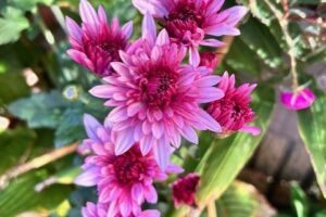 生き生きと復活しました！