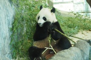 パンダ日本国内不在へ🐼