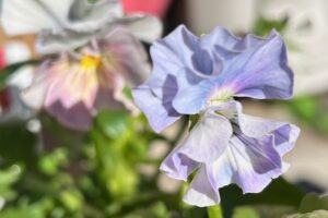 この冬もパンジーを植えました