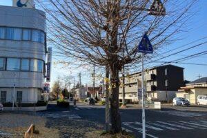 イチョウの木😊