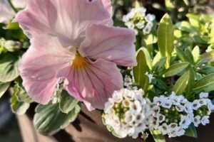 寒波がやってくる