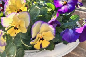 ずっと続く寒波