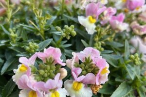 今日は笑顔の日(*^^*)