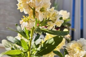 寒さは小休憩(^^♪