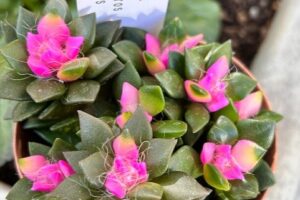 豆まきと恵方巻