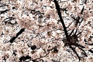 あいにくの雨ですが・・・