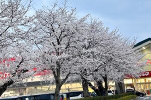 満開の桜(*^^*)いつ見てもいいですね