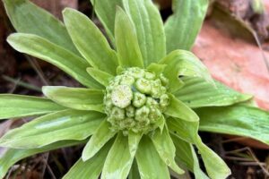 ふきのとうが咲いていました