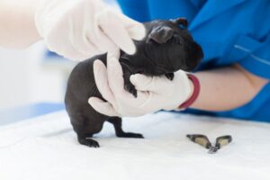 エキゾチックアニマル専門の獣医師さん🐢