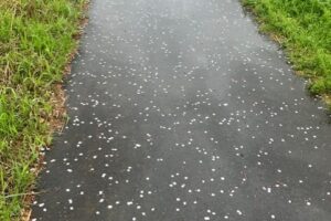 桜もだいぶ散っていますね🌸