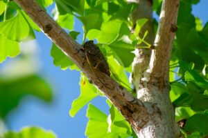 新型コロナ新変異株「セミ型」とは何か？🤔