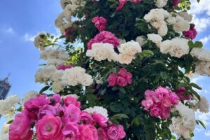 昔なら「冷夏」だったはずなのに‥‥
