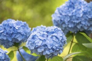 紫陽花が美しい季節になりました