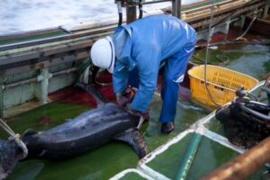 魚が取れすぎても困るんですね🐟