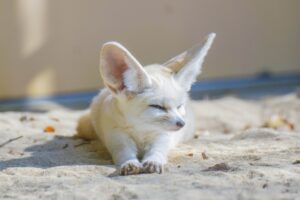 アニマルカフェの魅力🦊