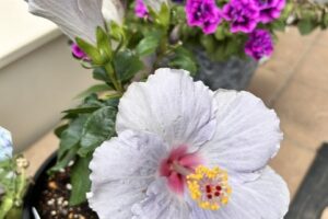 健康の為に1日何歩？