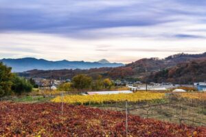 自然に囲まれた暮らしの魅力🗻