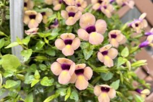顔認証改札の時代へ‥