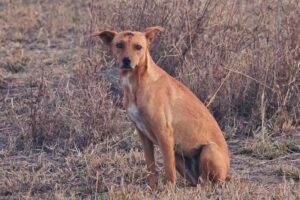 野犬を保護する活動🐕