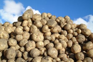 ジャガイモの輸入に関して🥔🐛